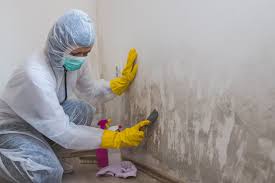 Why You Should Choose Our Mold Remediation Services in Rochelle, GA